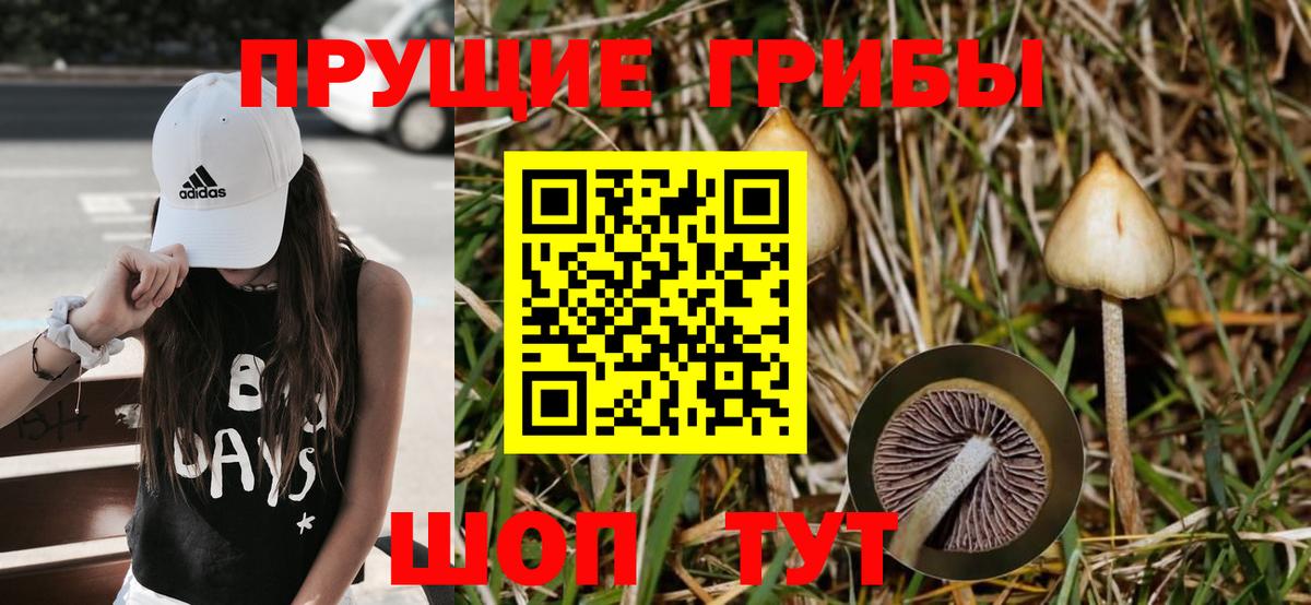 Псилоцибиновые грибы GOLDEN TEACHER  Галлюциногенные грибы Psilocybe  Озёрск  Вход с VPN 